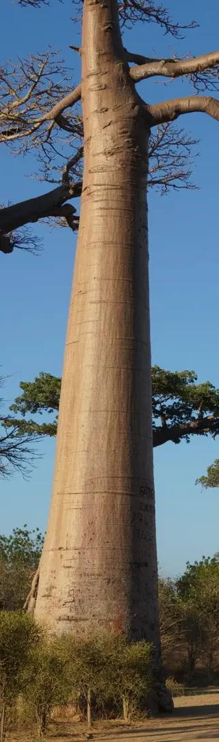 Berühmte Baobab-Allee